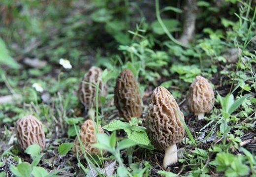 当云贵川的羊肚菌遇上电代煤【集木烘干】