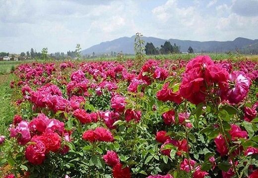 玫瑰花烘干机如何为客户做好培训【集木烘干】