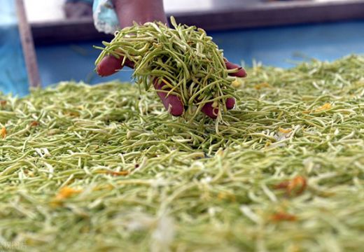 “国货之光，中国制造”--金银花烘干机正在一步一步占领市场【广州集木】
